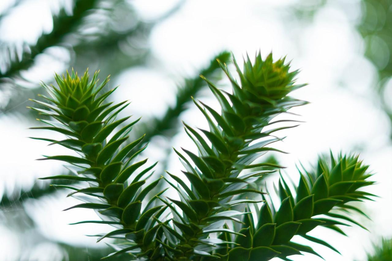 Le Gite Araucaria Le Tilleul Dış mekan fotoğraf